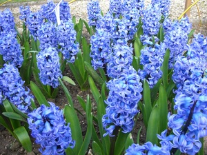 Hyacinthus orentalis 'Delft Blue'_0002.JPG